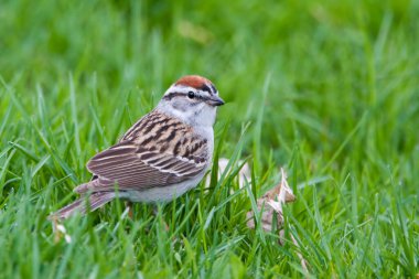 Bir Chipping Sparrow, Spizella gezgini, çimenlerde avlanıyor.