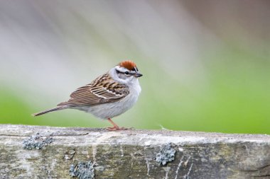 Bir Chipping Sparrow, Spizella yolcusu, rahat bir duruşta.