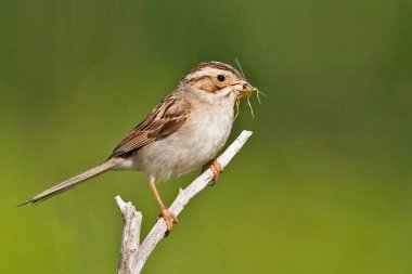 Çamur renkli bir serçe, Spizella pallida, küçük bir dala tünemiş.