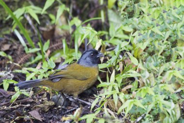 Büyük ayaklı bir Finch, Pezopetes başkenti, yerde dinleniyor.