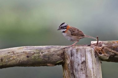 Rufous-yakalı bir Serçe, Zonotrichia capensis, bir direğin üzerinde dinleniyor.
