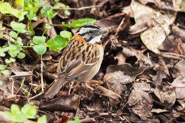 Rufous-Collared Sparrow, Zonotrichia capensis, yerde dinleniyor.