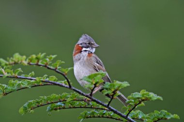 Rufous-Collared Sparrow, Zonotrichia capensis, küçük bir dala tünemiş.