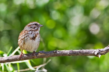 Bir Song Sparrow, Melospiza melodisi, bir dala tünemiş