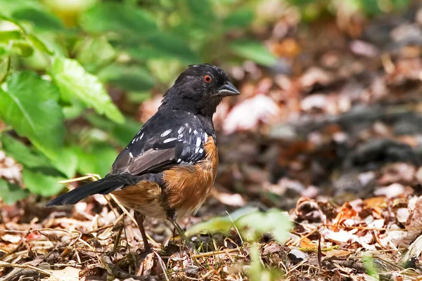 Egy Hím Foltos Towhee Pipilo Maculatus Közelről — Stock Fotó