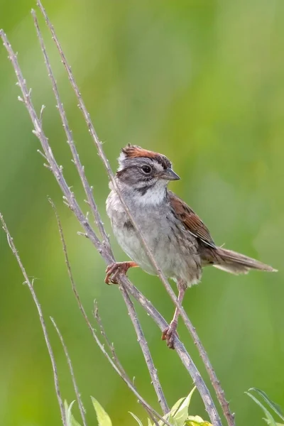 Vertical Swamp Sparrow Melospiza Georgiana Perched Branch — Stock Photo, Image