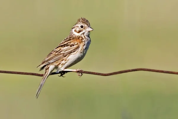 Vesper Sparrow Pooecetes Gramineus Perched Fence — Stock Photo, Image