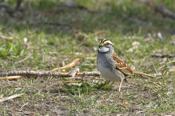 White Throated Sparrow Zonotrichia Albicollis Ground — Stock Photo, Image