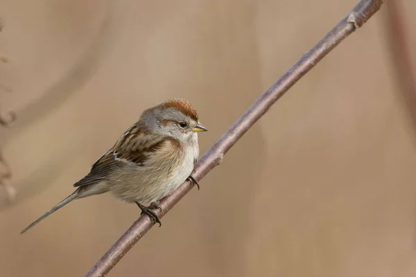 Ein Amerikanischer Feldsperling Spizella Arborea Thront Auf Einem Ast — Stockfoto