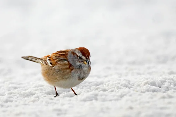 An American Tree Sparrow, Spizella arborea, foraging in the snow