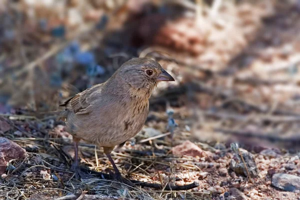 Canyon Towhee Melozone Fusca Vista Cerca —  Fotos de Stock