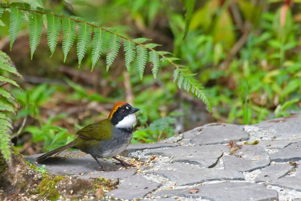 A Chestnut-capped Brush Finch, Arremon brunneinucha, relaxing on ground