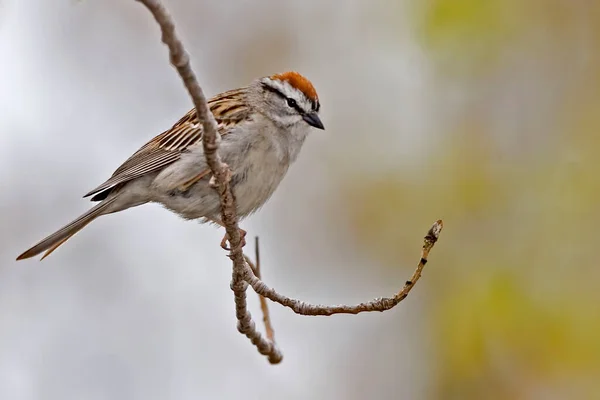Chipping Sparrow Spizella Passerina Perching Branch — Stock Photo, Image