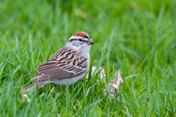 Chipping Sparrow Spizella Passerina Hunting Grass — Stock Photo, Image