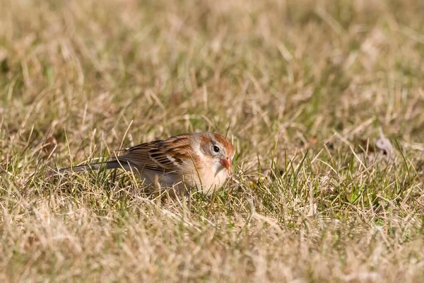 Field Sparrow Spizella Pusilla Ground — Stock Photo, Image