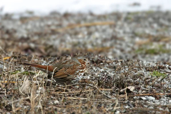 Fox Sparrow Passerella Iliaca Ground — Stock Photo, Image