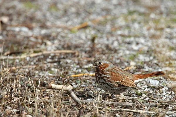 Fox Sparrow Passerella Iliaca Foraging Ground — Stock Photo, Image