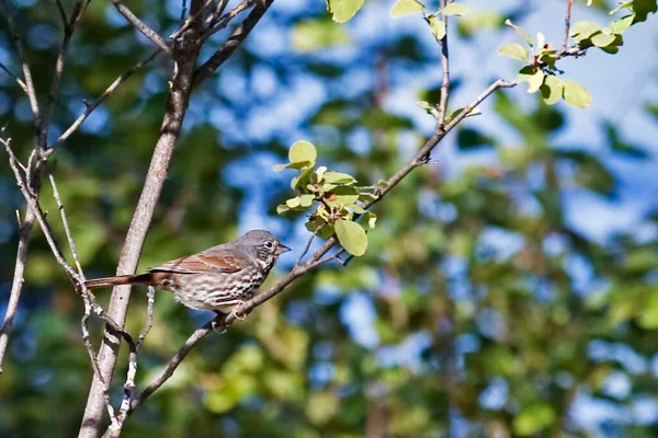 Fox Sparrow Passerella Iliaca Perched Tree — Stock Photo, Image