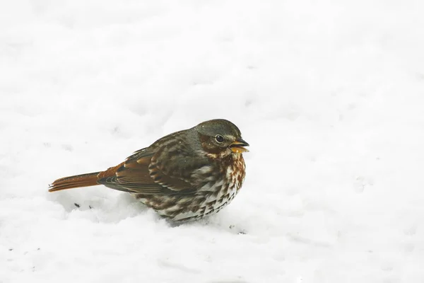 Ein Fuchsspatz Passerella Iliaca Schnee — Stockfoto