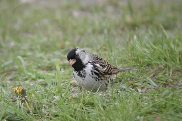 Ein Harris Sparrow Zonotrichia Querula Ruht Auf Dem Boden — Stockfoto