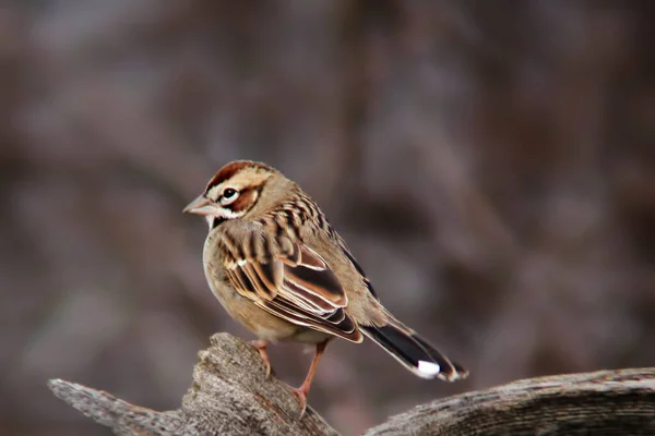 Lark Sparrow Chondestes Grammacus Perched Dead Branch — Stock Photo, Image