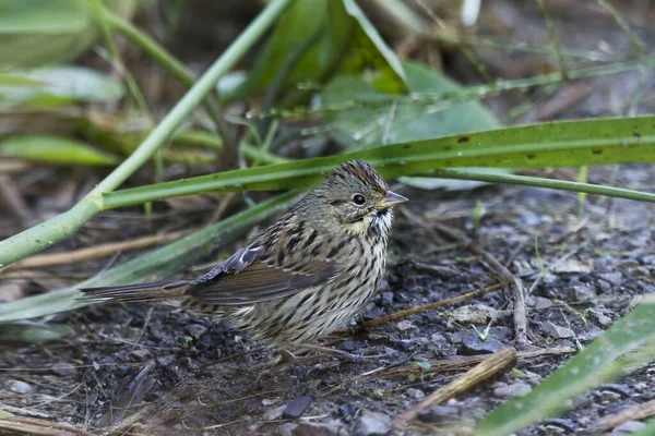 Lincoln Sparrow Melospiza Lincolnii Foraging Ground — Stock Photo, Image