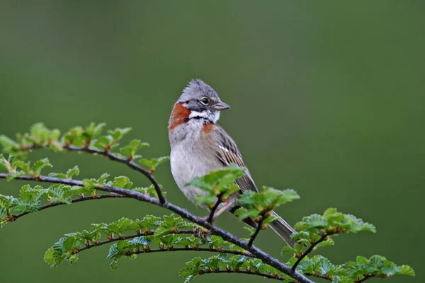 Rufous Collared Sparrow Zonotrichia Capensis Placerad Liten Gren — Stockfoto