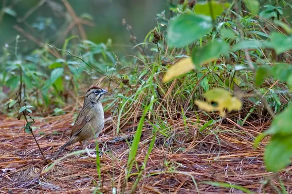 Ένα Σκουριασμένο Σπουργίτι Aimophila Rufescens Που Αναπαύεται Στο Έδαφος — Φωτογραφία Αρχείου