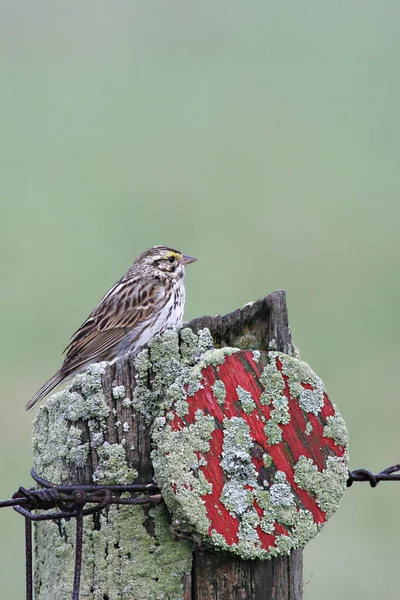 Vertical Savannah Sparrow Passerculus Sandwichensis Perched Post — Stock Photo, Image