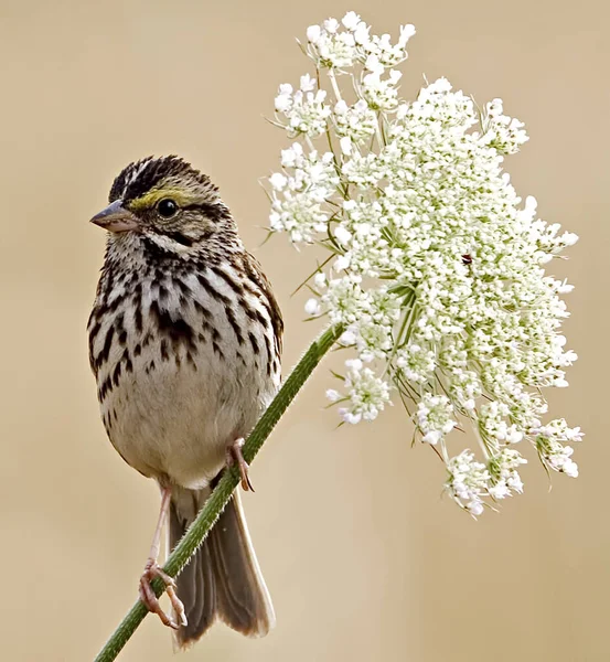 Savannah Sparrow Passerculus Sandwichensis Perched Queen Anne Lace — Stock Photo, Image