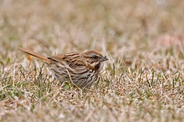 Song Sparrow Melospiza Melodia Resting Ground — Stock Photo, Image