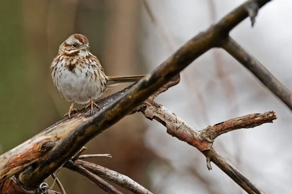 Song Sparrow Melospiza Melodia Perched Tree — Stock Photo, Image