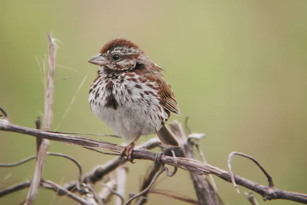 Song Sparrow Melospiza Melodia Perched Vine — Stock Photo, Image