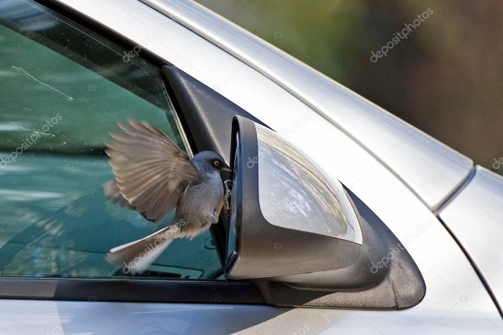 A Yellow-eyed Junco, Junco phaeonotus, attacking reflection in car mirror