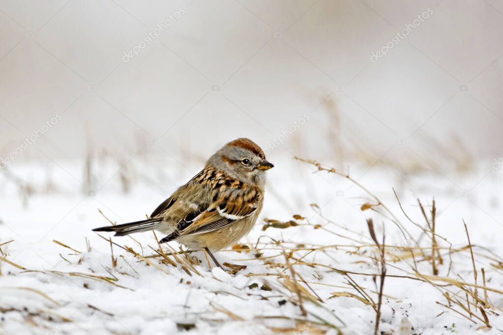 An American Tree Sparrow, Spizella arborea, in winter conditions