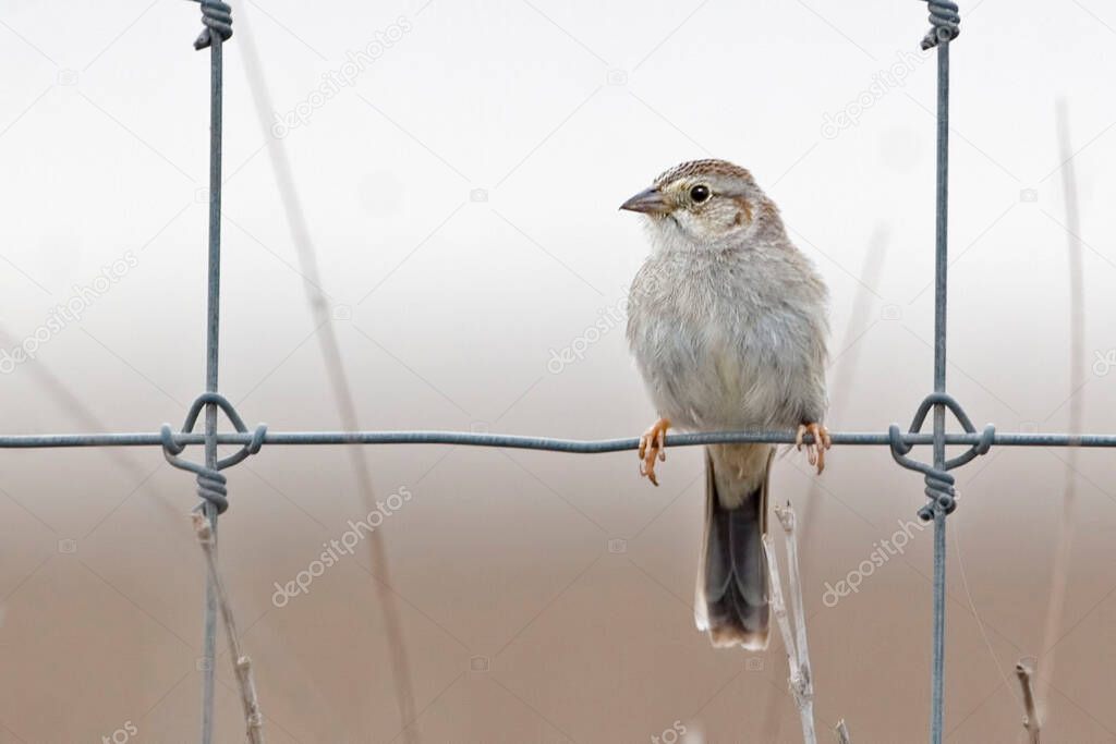 A Cassin's Sparrow, Peucaea cassinii, perched on a fence