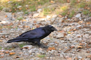 Bir Kuzey Kuzgunu, Corvus Corax, yerde duruyor.