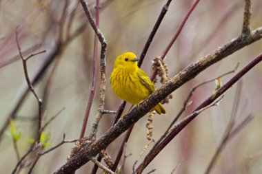 Sarı bir Warbler, Setophaga peteşi, bir çalılığa tünemiş.
