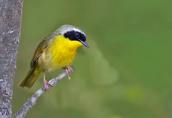 Primer Plano Una Garganta Amarilla Común Geothlypis Trichas — Foto de Stock