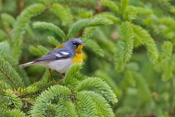 Male Northern Parula Setophaga Americana Relaxado Árvore — Fotografia de Stock