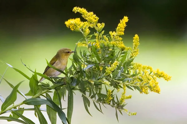 Ένα Tennessee Warbler Leiothlypis Peregrina Μια Χρυσή Ράβδο — Φωτογραφία Αρχείου