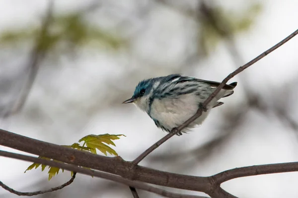 Een Mannelijke Cerulean Warbler Setophaga Cerulea Neergestreken Een Boom — Stockfoto