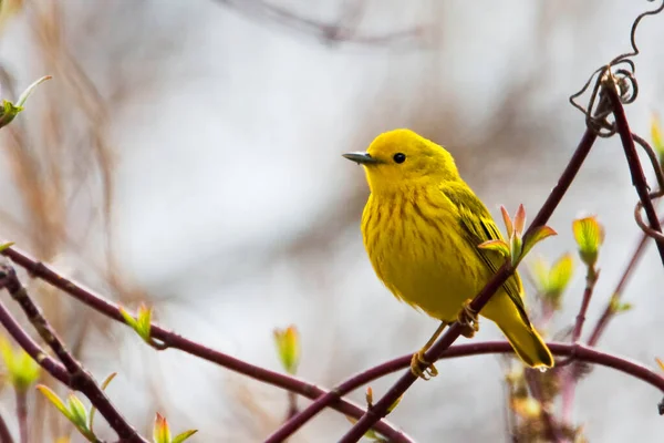 Yellow Warbler Setophaga Petechia Relaxing Tree — Fotografia de Stock