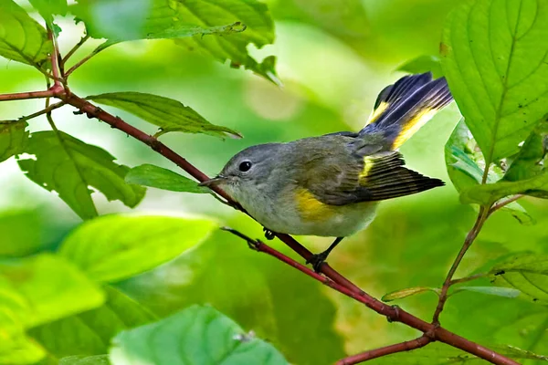 Female American Redstart Setophaga Ruticilla Close View — 스톡 사진