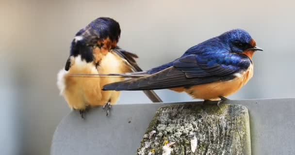 Bir Çift Ahır Kırlangıcı Hirundo Rustica Noktasında Dinleniyor — Stok video