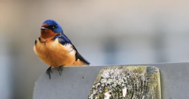 Mannelijke Schuur Swallow Hirundo Rustica Een Post — Stockvideo