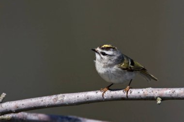 Altın kaplama bir Kinglet, Regulus satrapa, ormanlıkta yiyecek arıyor.