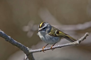 Altın taçlı bir Kinglet, Regulus satrapa, bir dal üzerine tünemiş.