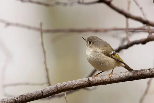 Ruby Crowned Kinglet Regulus Calendula Perched Small Branch — Stock Photo, Image