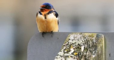Dişi Ahır Kırlangıcı, Hirundo rustica, 4K noktasında.